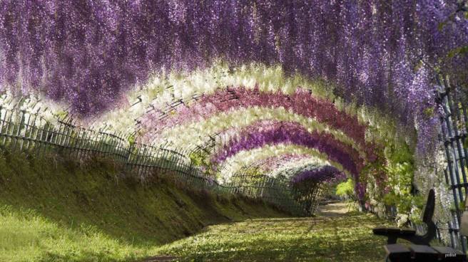 wisteria trellis, fujidana 藤棚（ふじだな） Constructed from bamboo or wood poles, so we can walk under it and enjoy the blossoms as they hang down. http://www.land8.net/blog/2012/07/04/wisteria-tunnel-at-the-kawachi-fuji-gardens/